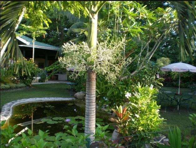 Diguoise Guest House La Digue Exterior foto
